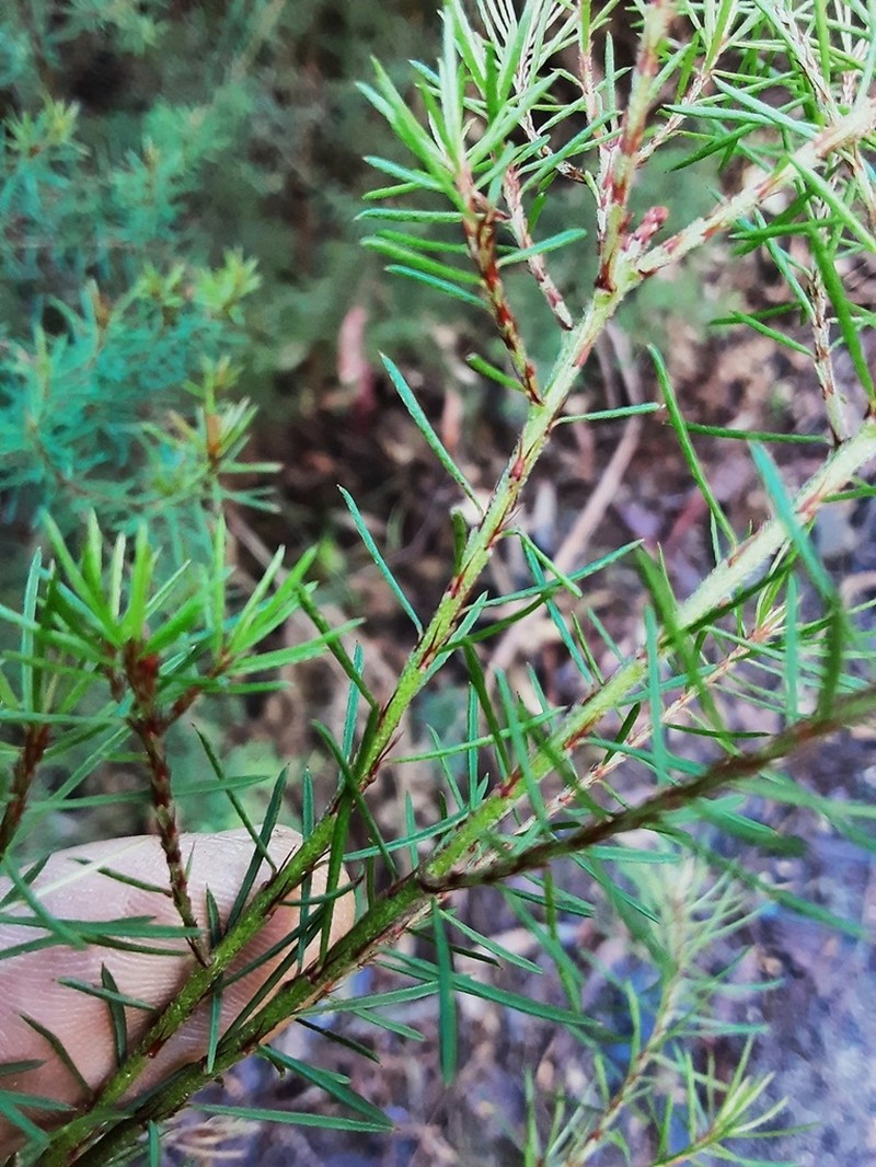 Pultenaea mutabilis photo 4