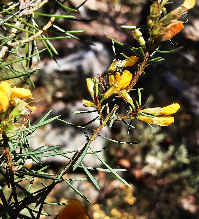 Pultenaea mutabilis photo 6