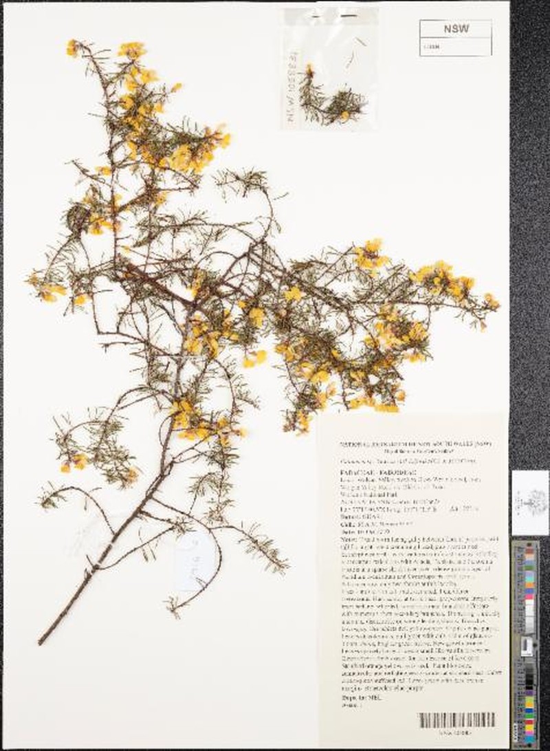 Pultenaea mutabilis var. angusta
