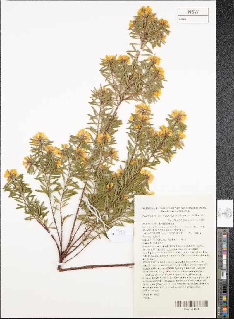 Pultenaea mutabilis var. mutabilis