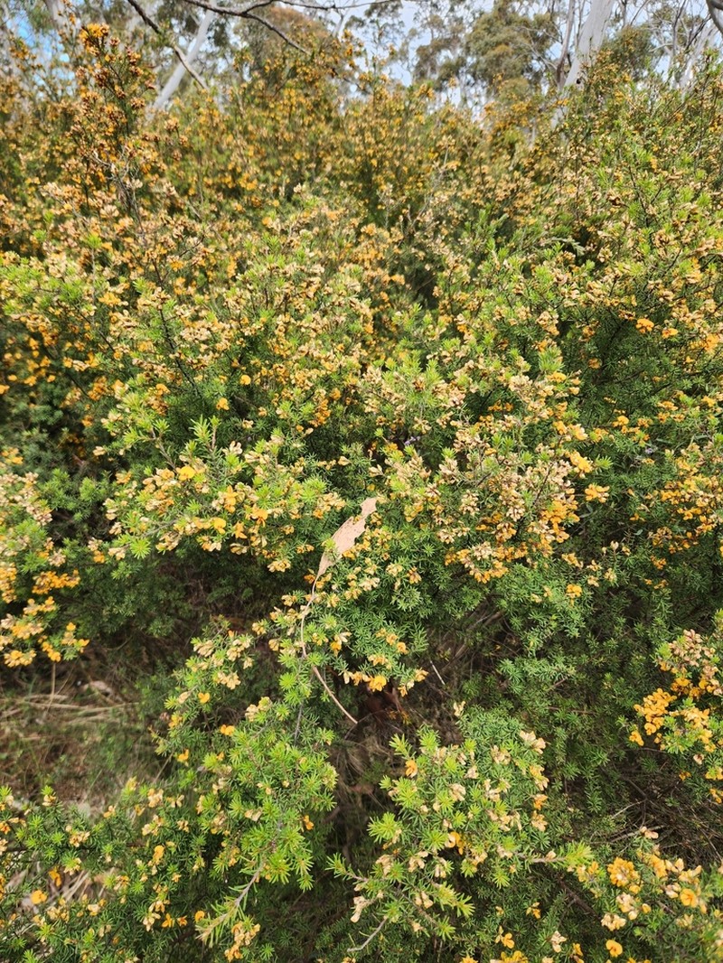 Pultenaea palssoniae