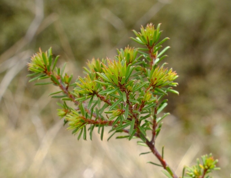 Pultenaea palssoniae photo 2