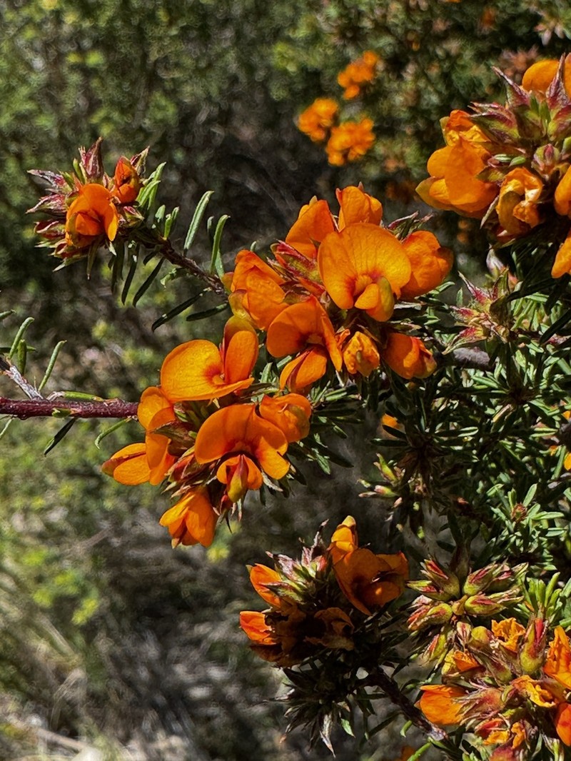 Pultenaea palssoniae photo 3