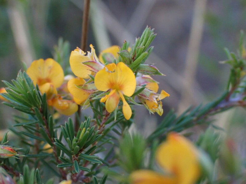 Pultenaea palssoniae photo 4
