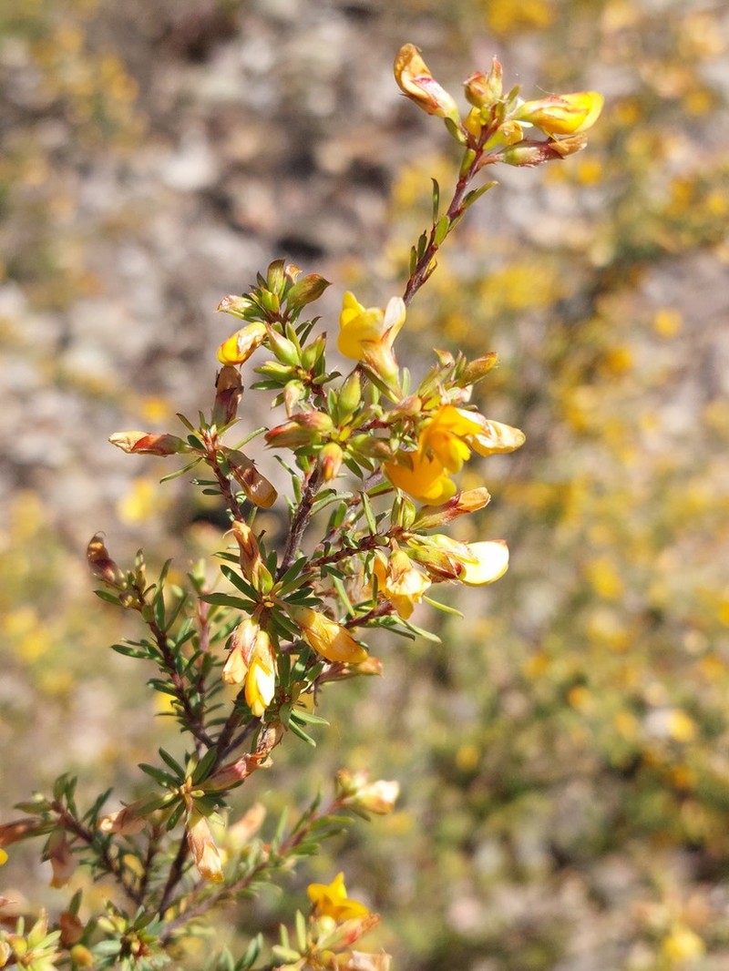 Pultenaea palssoniae photo 5