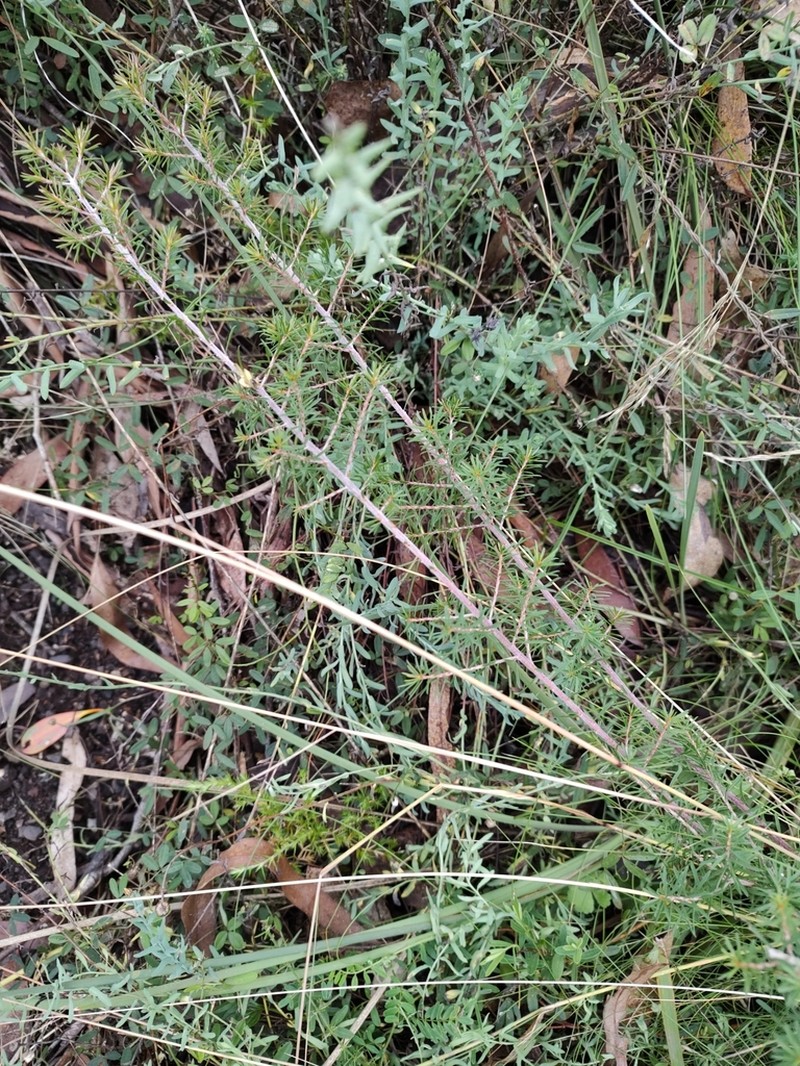 Pultenaea palssoniae photo 6