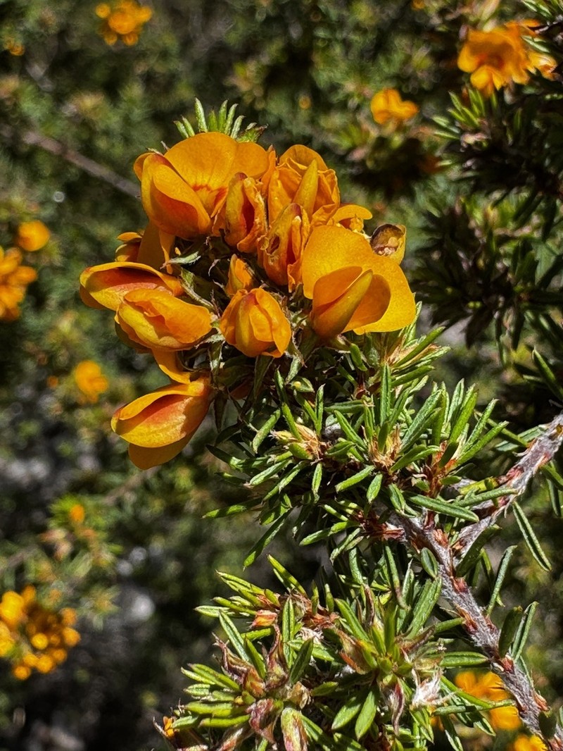 Pultenaea palssoniae photo 7
