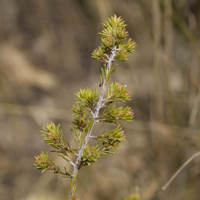 Pultenaea palssoniae photo 8