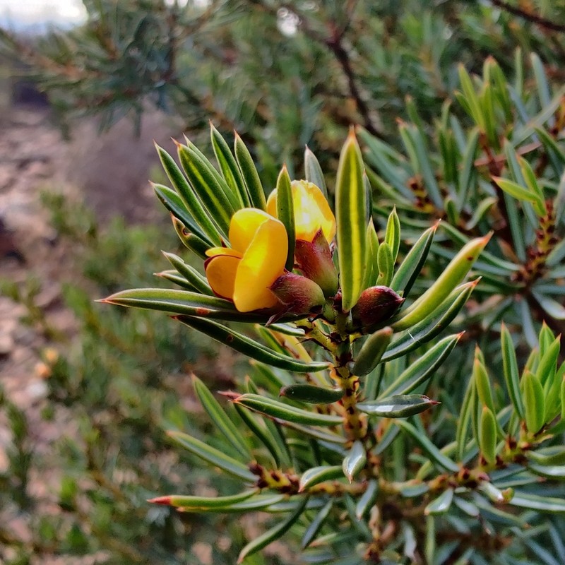 Pultenaea praecipua