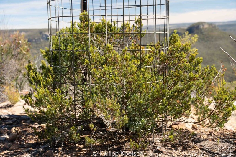 Pultenaea praecipua photo 2
