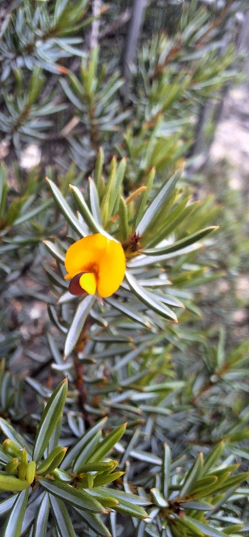 Pultenaea praecipua photo 4