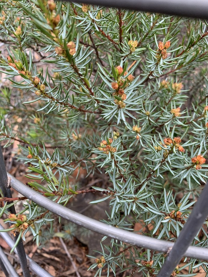 Pultenaea praecipua photo 5
