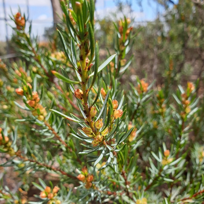 Pultenaea praecipua photo 6