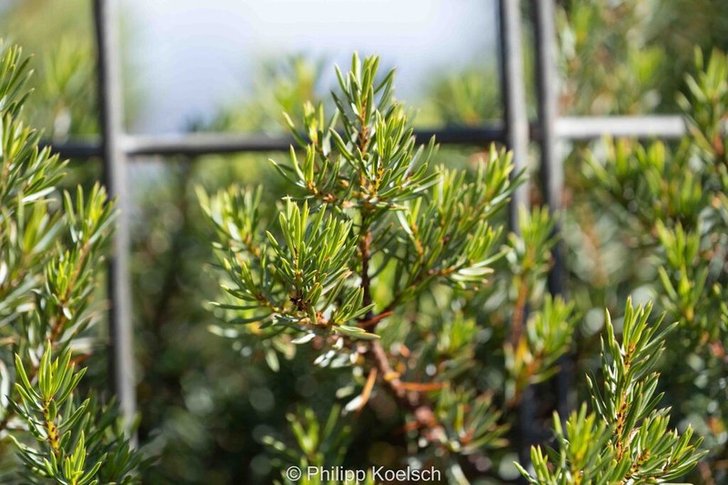 Pultenaea praecipua photo 8