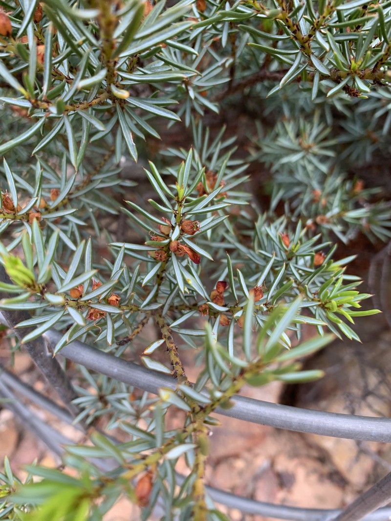 Pultenaea praecipua subsp. praecipua