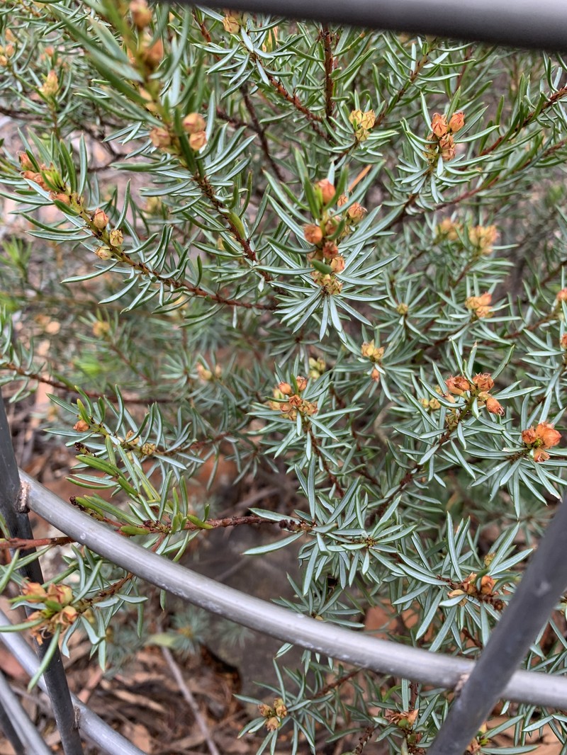 Pultenaea praecipua subsp. praecipua photo 2