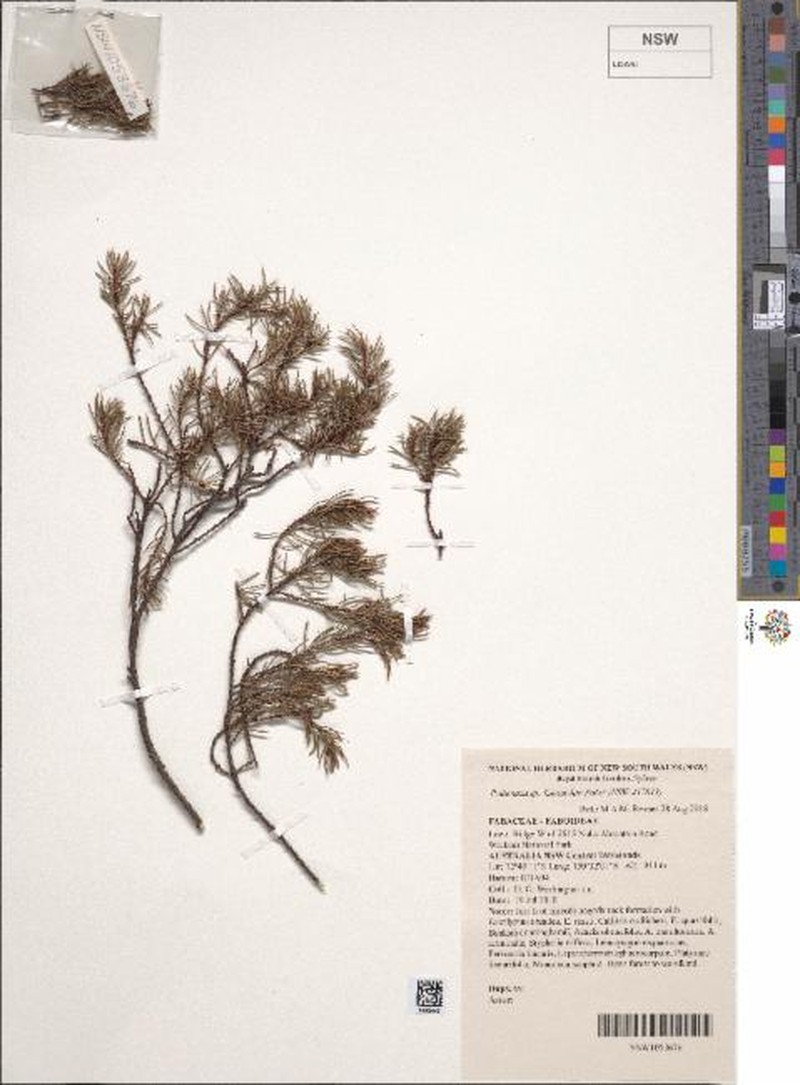 Pultenaea praecipua subsp. temperata