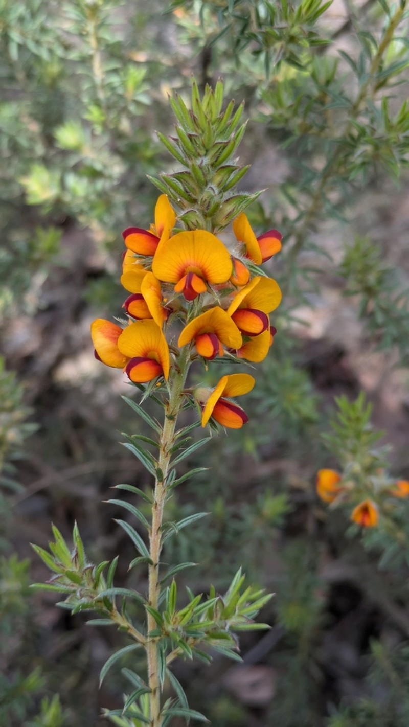 Pultenaea praetermissa