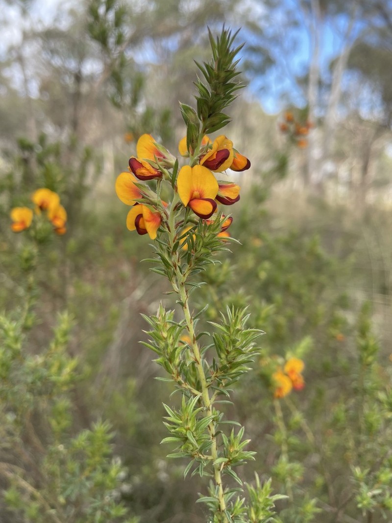 Pultenaea praetermissa photo 2
