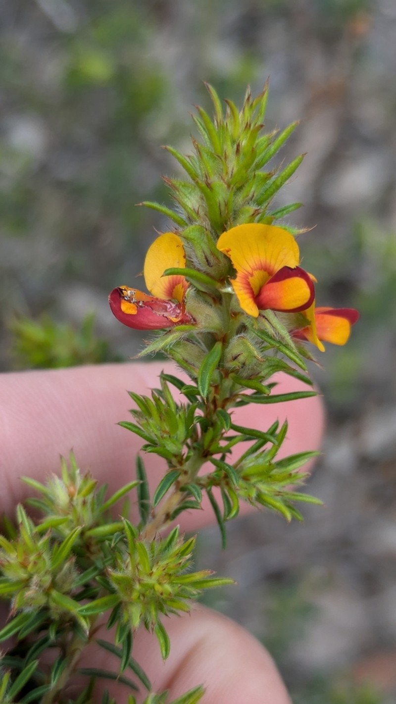 Pultenaea praetermissa photo 3