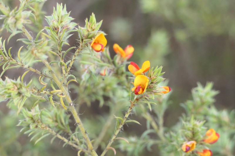 Pultenaea praetermissa photo 4