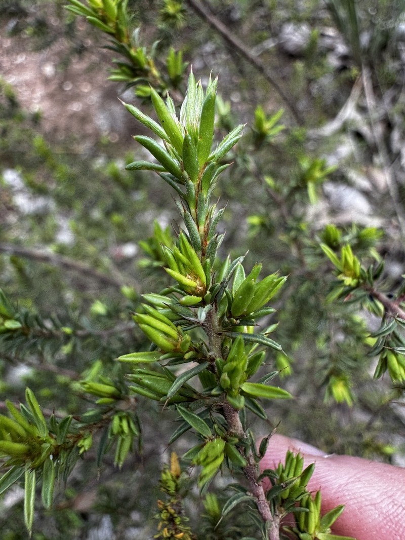 Pultenaea purdieae