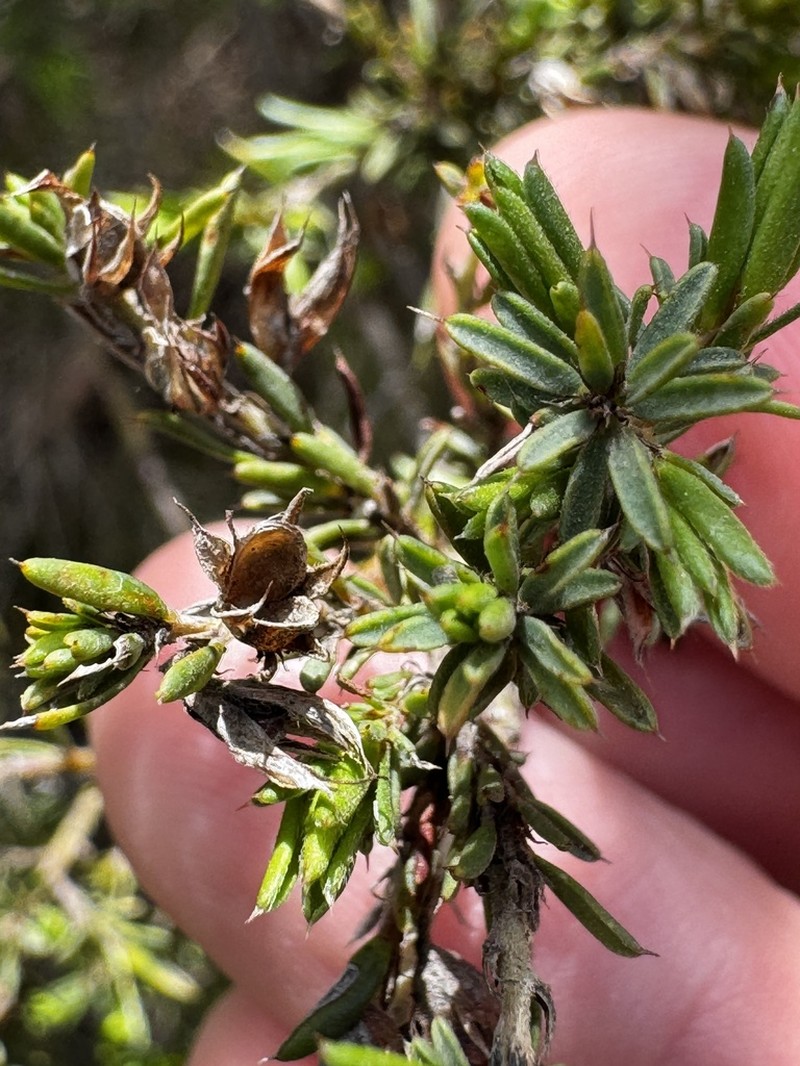 Pultenaea purdieae photo 2