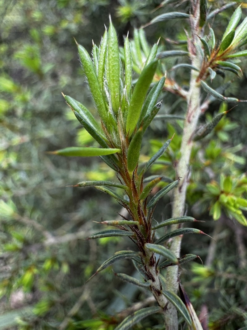 Pultenaea purdieae photo 3
