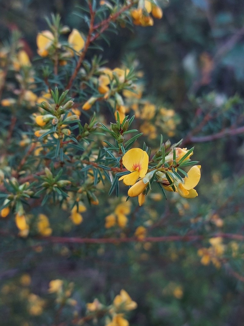 Pultenaea renneri