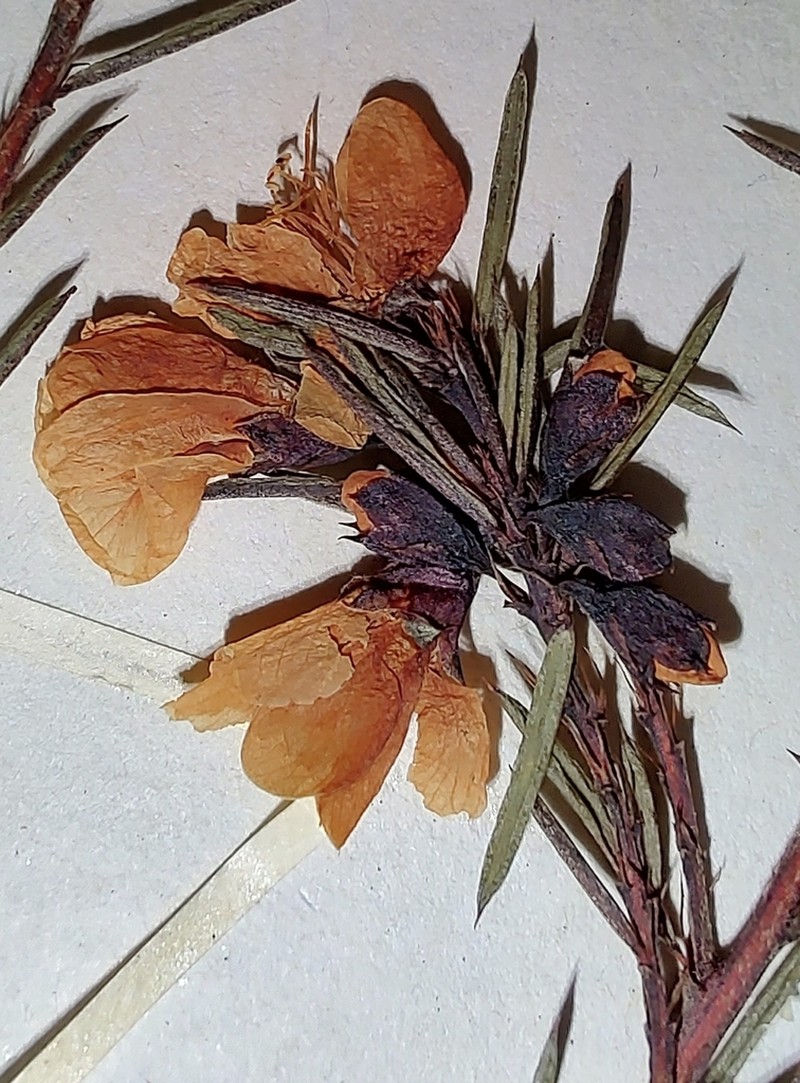 Pultenaea renneri photo 2