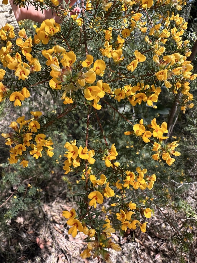 Pultenaea renneri photo 3