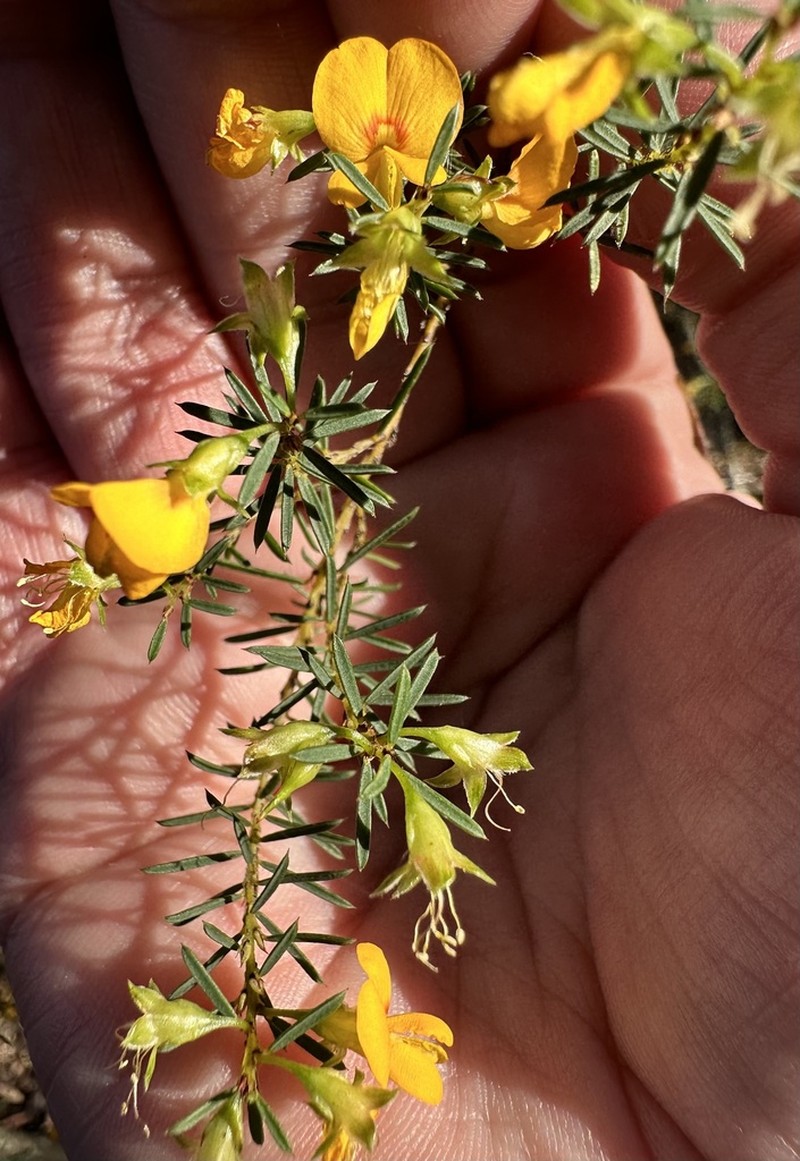 Pultenaea renneri photo 4