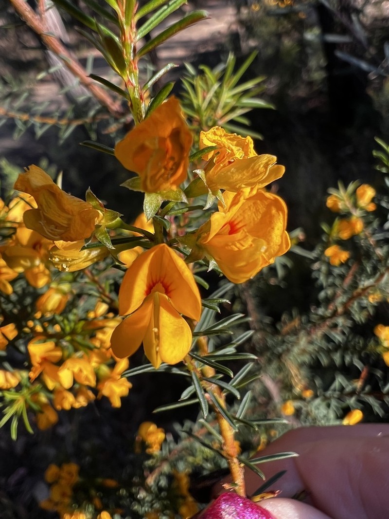 Pultenaea renneri photo 5