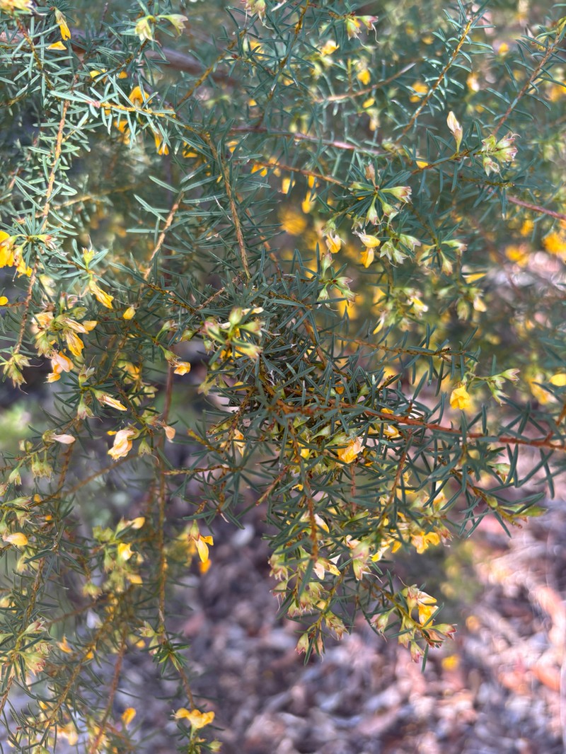 Pultenaea renneri photo 6