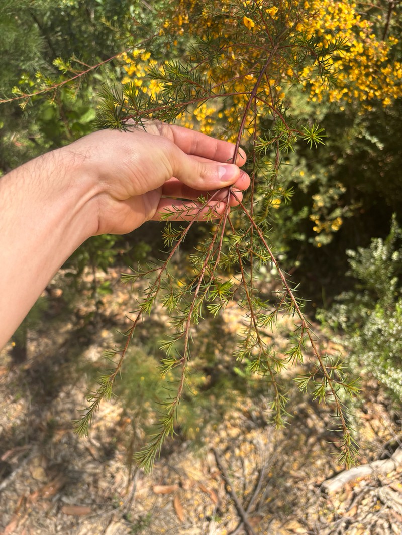 Pultenaea renneri photo 7