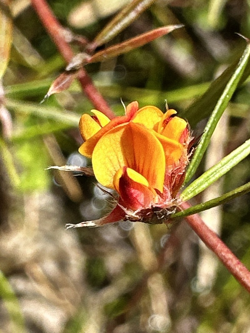 Pultenaea rubescens