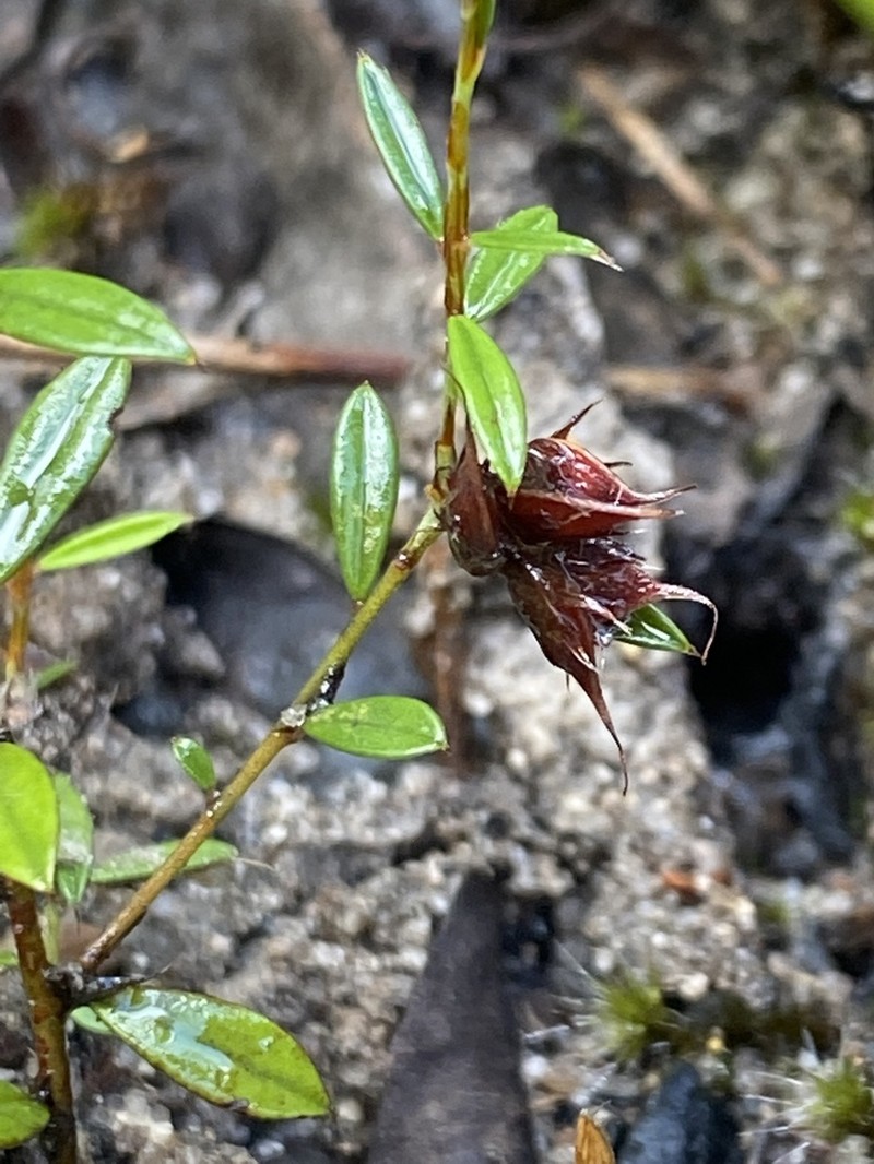 Pultenaea rubescens photo 2
