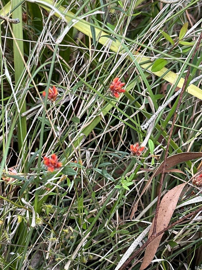 Pultenaea rubescens photo 3