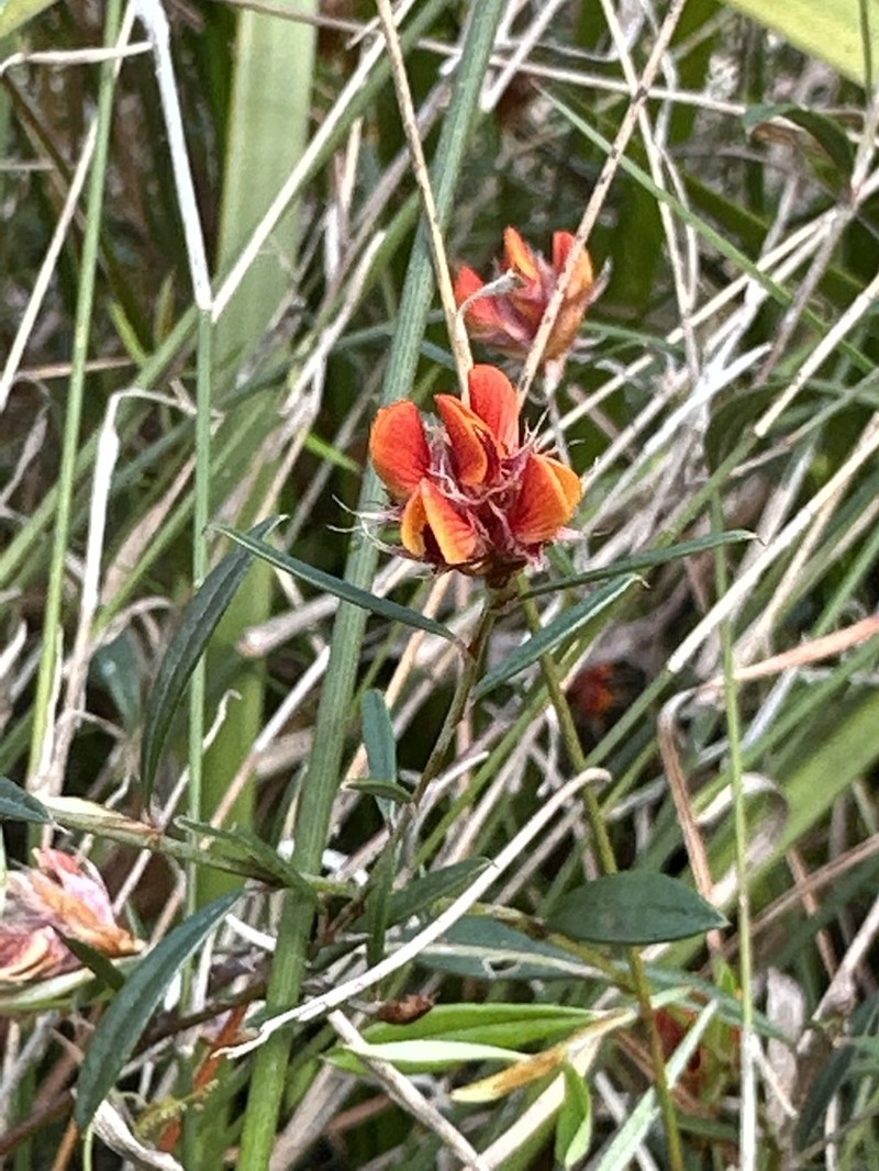 Pultenaea rubescens photo 4