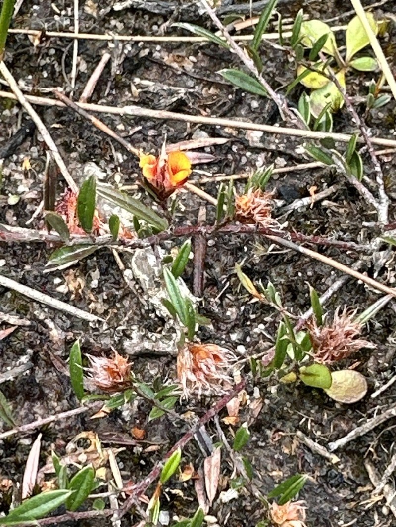 Pultenaea rubescens photo 5