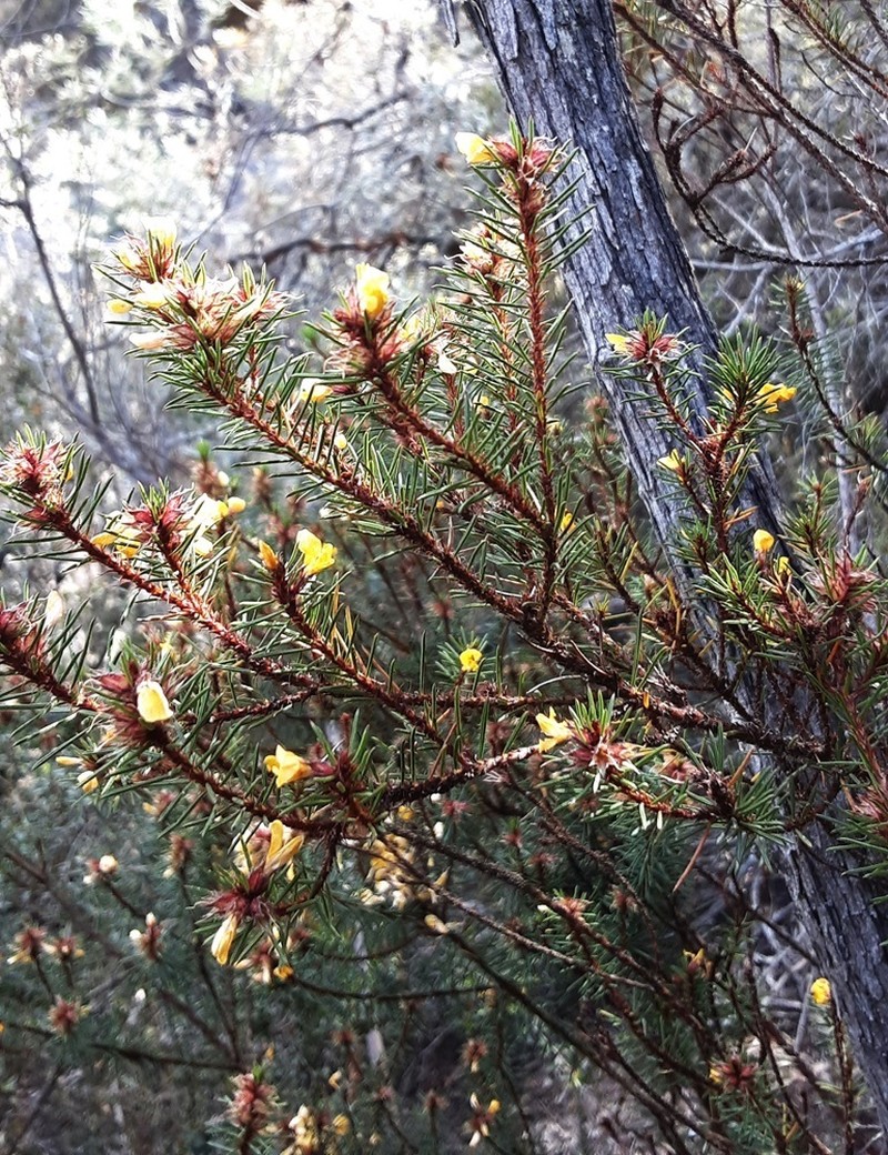 Pultenaea tenebrosa