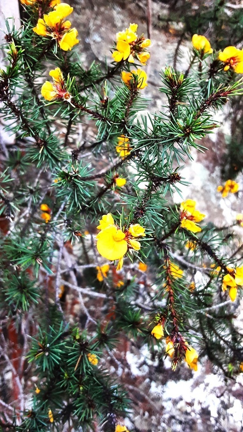 Pultenaea tenebrosa photo 2