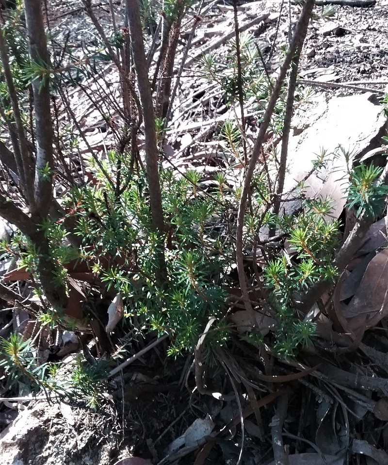 Pultenaea tenebrosa photo 3