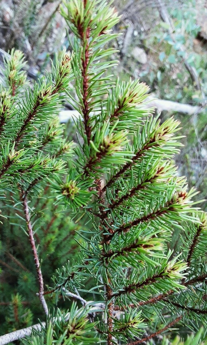 Pultenaea tenebrosa photo 4