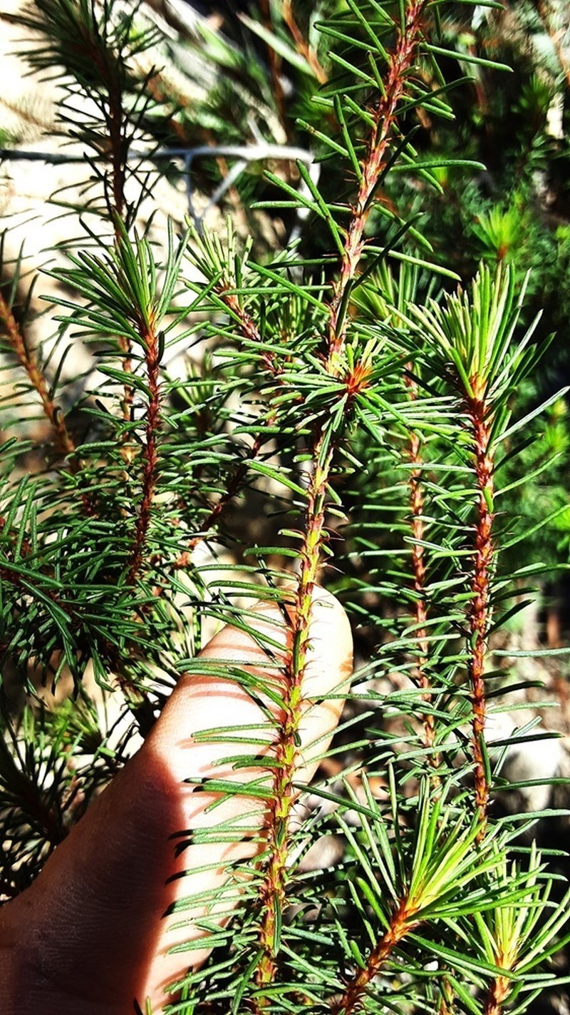 Pultenaea tenebrosa photo 5