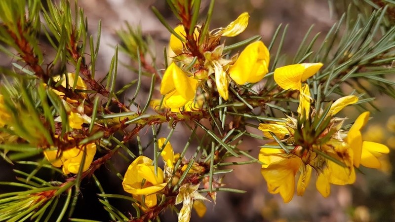 Pultenaea tenebrosa photo 6