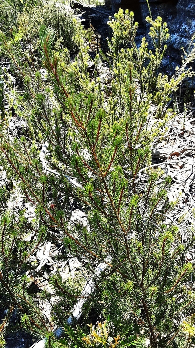 Pultenaea tenebrosa photo 7