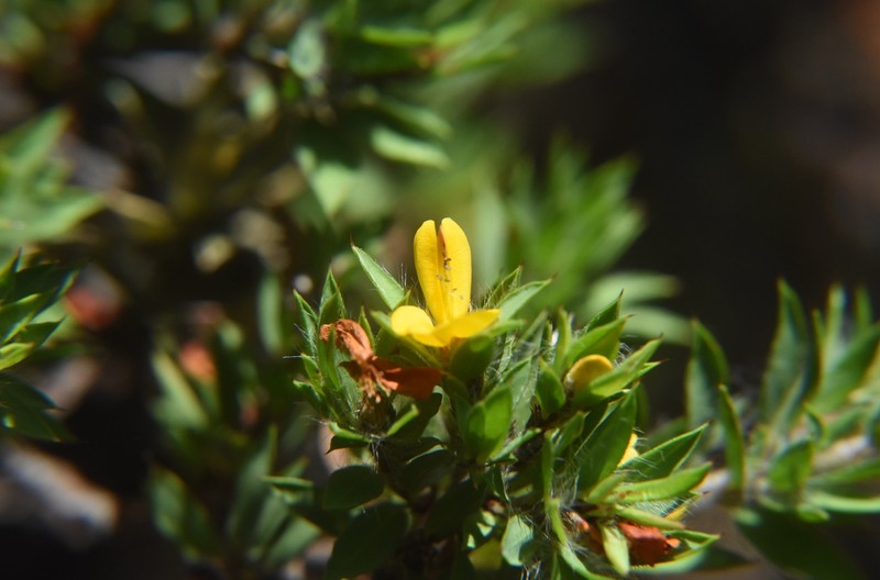 Pultenaea villifera var. villifera