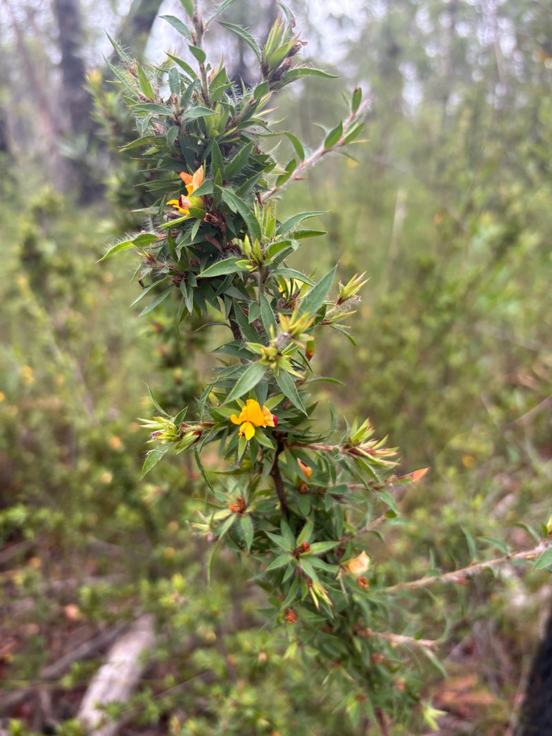 Pultenaea villifera var. villifera photo 2