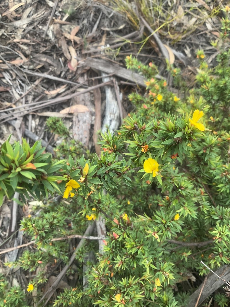Pultenaea villifera var. villifera photo 3